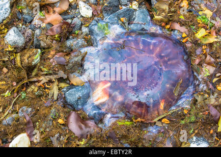 Les méduses échouées, Troms, Norvège Banque D'Images