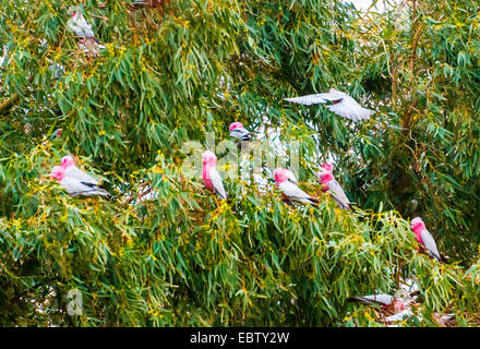 (Eolophus roseicapillus cacatoès rosalbin Cacatua, roseicapillus), troupe sur un arbre, l'Australie, l'Australie occidentale, le Parc National de Kalbarri Banque D'Images