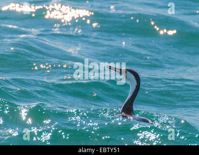 Héron, Pied Shag (Phalacrocorax varius), nager sur l'océan, l'Australie, Australie occidentale, Monkey Mia Banque D'Images