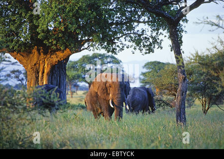 L'éléphant africain (Loxodonta africana), trois éléphants dans le soleil du soir, la Tanzanie, le parc national de Tarangire Banque D'Images