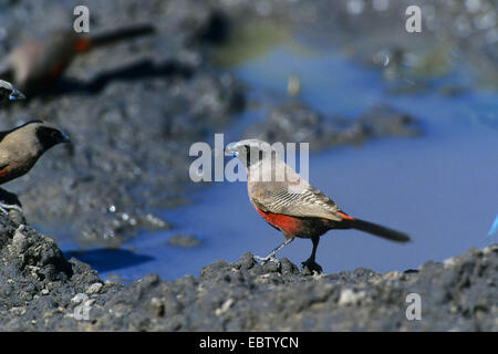 Black-cheeked waxbill (Estrilda erythronotus), assis à l'eau, la Namibie Banque D'Images