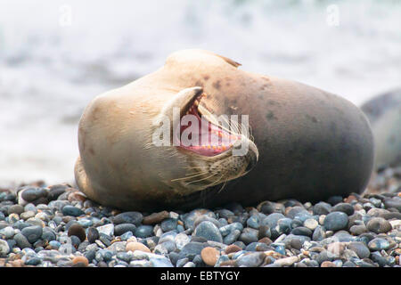 Le phoque, phoque commun (Phoca vitulina), le phoque commun du bâillement, Allemagne, Schleswig-Holstein, Helgoland Banque D'Images