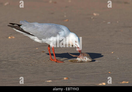 Silver Gull (Larus novaehollandiae, Chroicocephalus novaehollandiae), avec des poissons morts, l'Australie, Australie occidentale, Exmouth Banque D'Images