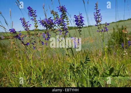 Meadow clary, meadow sauge (Salvia pratensis), dans un pré en fleurs, Allemagne Banque D'Images