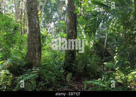 La forêt tropicale, la Tanzanie, le parc national de Jozani, Sansibar Banque D'Images