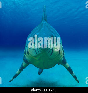 Eye Lizard (Ophthalmosaurus), genre avec des plus grosses espèces d'ichthyosaure Banque D'Images