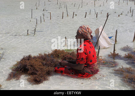 Femme assise dans l'eau et la collecte des algues, Tanzanie, Sansibar Banque D'Images