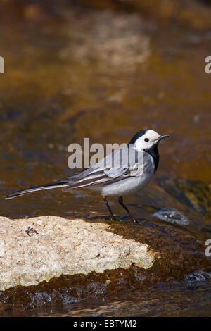 (Motacilla alba Bergeronnette pie), debout dans un ruisseau, Allemagne Banque D'Images