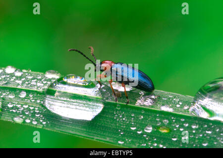 Criocère des céréales (avoine, orge beetle leaf leaf beetle) (Lema melanopus, Oulema melanopus), assis sur une feuille, Allemagne Banque D'Images