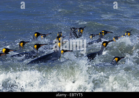 Manchot royal (Aptenodytes patagonicus), dans les vagues, l'Antarctique, Suedgeorgien Banque D'Images