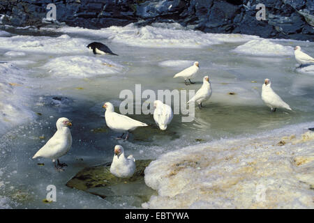 Sheathbill neigeux, le visage pâle, sheathbill Paddy (Chionis alba), barthing avec penguin, Antarctique Banque D'Images