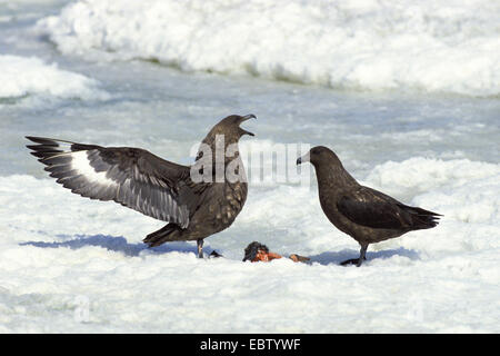 Skua antarctique, Brown (Catharacta Skua antarctique), deux pour la proie de querelles Skua marron, de l'Antarctique Banque D'Images