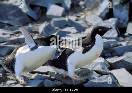 Manchot Adélie (Pygoscelis adeliae), appelant les ailes battantes, l'Antarctique, Hope Bay Banque D'Images