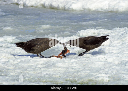 Skua antarctique, Brown (Catharacta Skua antarctique), deux pour la proie de querelles Skua marron, de l'Antarctique Banque D'Images