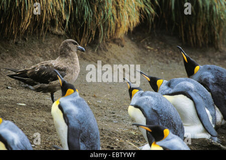 Skua antarctique, Brown (Catharacta Skua antarctique), manchots royaux et Labbe, l'Australie, l'île Macquarie Banque D'Images