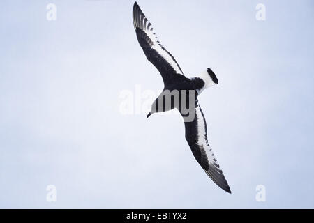 Pétrel antarctique (Thalassoica antarctica), le Pétrel antarctique en vol, de l'Antarctique Banque D'Images