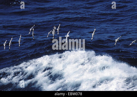 Pintado petrel pétrel antarctique, Le Cap (Daption capense), plus vague, de l'Antarctique Banque D'Images