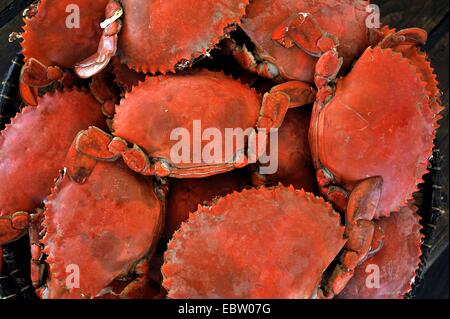 Une bouillie de crabes, Madagascar Banque D'Images