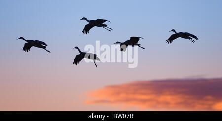 Grue du Canada (Grus canadensis), la Grue en vol au coucher du soleil, USA, Nouveau Mexique, le Refuge de Vie Sauvage de Bosque del Apache Banque D'Images