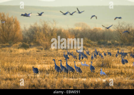 Oie des neiges (Anser caerulescens atlanticus, Chen caerulescens atlanticus), l'oie des neiges et la grue dans Wildlife Refuge, USA, Nouveau Mexique, le Refuge de Vie Sauvage de Bosque del Apache Banque D'Images