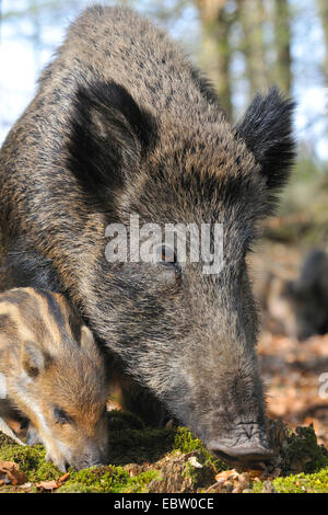 Le sanglier, le porc, le sanglier (Sus scrofa), SOW avec shoat, Allemagne, Rhénanie du Nord-Westphalie, Rhénanie-Palatinat Banque D'Images