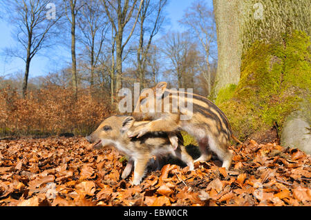 Le sanglier, le porc, le sanglier (Sus scrofa), shoats jouant dans la forêt, de l'Allemagne, en Rhénanie du Nord-Westphalie, Rhénanie-Palatinat Banque D'Images