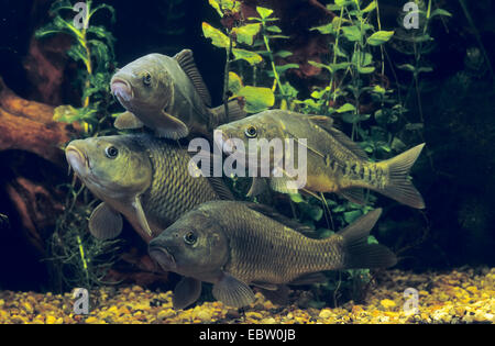 La carpe, la carpe commune, la carpe (Cyprinus carpio), d'une carpe carpes miroir, Allemagne Banque D'Images