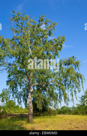 Bouleau commun, le bouleau verruqueux, bouleau blanc européen, le bouleau blanc (Betula pendula, Betula alba), seul arbre, Allemagne Banque D'Images