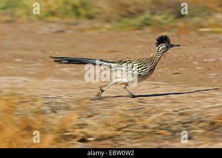 Road-runner, roadrunner Geococcyx californianus) (en cours d'exécution, femme, USA, Nouveau Mexique Banque D'Images