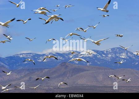 Oie des neiges (Anser caerulescens atlanticus, Chen caerulescens atlanticus), flying flock en face de paysages de montagne, USA, Nouveau Mexique, le Refuge de Vie Sauvage de Bosque del Apache Banque D'Images