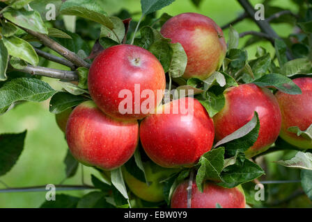 Pommier (Malus domestica 'Coxdwarf Coxdwarf', Malus domestica), le cultivar, Coxdwarf pommes sur un arbre Banque D'Images