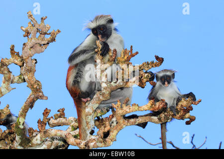 Zanzibar colobus rouge, Kirk's Red Colobus monkey (Procolobus kirkii, Piliocolobus kirkii), avec pup sur un arbre, en Tanzanie, Sansibar Banque D'Images