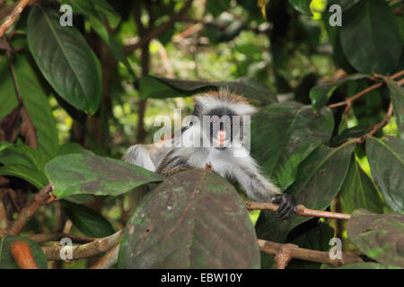 Zanzibar colobus rouge, Kirk's Red Colobus monkey (Procolobus kirkii, Piliocolobus kirkii), met bas dans un arbre, en Tanzanie, Sansibar Banque D'Images