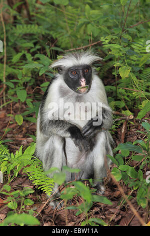 Zanzibar colobus rouge, Kirk's Red Colobus monkey (Procolobus kirkii, Piliocolobus kirkii), assis sur le sol, la Tanzanie, Sansibar Banque D'Images