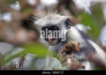 Zanzibar colobus rouge, Kirk's Red Colobus monkey (Procolobus kirkii, Piliocolobus kirkii), portrait, Tanzanie, Sansibar Banque D'Images