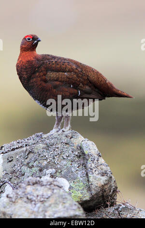 Lagopède des saules (Lagopus lagopus scoticus), homme sur rock, Royaume-Uni, Ecosse, le Parc National de Cairngorms Banque D'Images