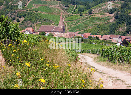 Vue sur les vignes à l'Église avec clocher St. Gallut contorsionnée, France, Haut-Rhin, Alsace, Niedermorschwihr Banque D'Images