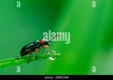 Criocère des céréales (avoine, orge beetle leaf leaf beetle) (Lema melanopus, Oulema melanopus), assis sur une feuille, Allemagne Banque D'Images