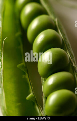 Du pois (Pisum sativum), les aaf dans une cosse Banque D'Images