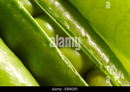 Du pois (Pisum sativum), les aaf dans une cosse Banque D'Images