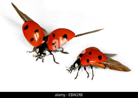 7-spot ladybird, ladybird, sevenspot 7-spot coccinelle (Coccinella septempunctata), Coccinelle battant, Autriche Banque D'Images