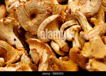 Chanterelle (Cantharellus cibarius), beaucoup de girolles, Allemagne Banque D'Images