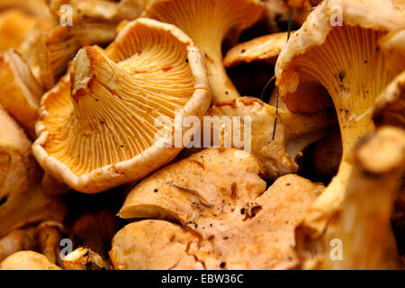 Chanterelle (Cantharellus cibarius), beaucoup de girolles, Allemagne Banque D'Images