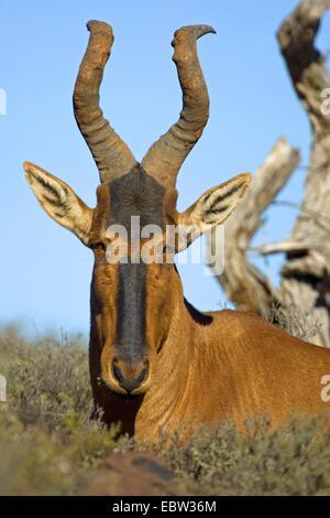 Bubale Alcelaphus buselaphus (rouge), portrait, Afrique du Sud, Western Cape, Karoo National Park Banque D'Images