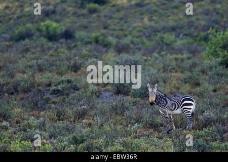 Zèbre de montagne du cap, zèbre de montagne (Equus zebra zebra), debout dans shrubery, Afrique du Sud, Western Cape, Karoo National Park Banque D'Images