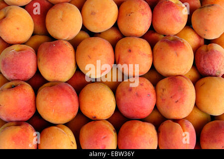 Abricotier (Prunus armeniaca), les abricots dans une boîte, Allemagne Banque D'Images