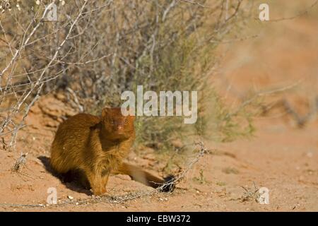 Mangouste svelte (Galerella sanguinea), assis sur le sol, l'Afrique du Sud, Northern Cape, Kgalagadi Transfrontier National Park Banque D'Images