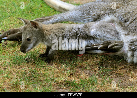 Red-necked wallaby, Bennett s┤(Macropus rufogriseus Wallaby, Wallabia rufogrisea), jeune animal sortir de la valise diplomatique des mères Banque D'Images