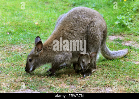 Red-necked wallaby, Bennett s┤(Macropus rufogriseus Wallaby, Wallabia rufogrisea), avec les jeunes dans le pré des animaux Banque D'Images