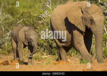 L'éléphant africain (Loxodonta africana), la mère et son veau, Afrique du Sud, Eastern Cape, Addo Elephant National Park Banque D'Images